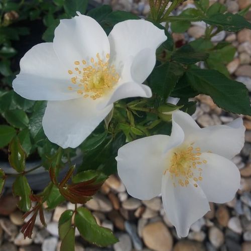 Gärtnerei - Rosa Escimo® - weiß - bodendecker rosen  - duftlos - Wilhelm Kordes III. - Gruppenweise gepflanzt sind ihre weißen, in großen Mengen blühenden Blüten geeignet für die Gestaltung von dekorativen Blumenteppichen.